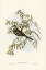 Picture of PEACEFUL GROUND DOVE-GEOPELIA TRANQUILLA
