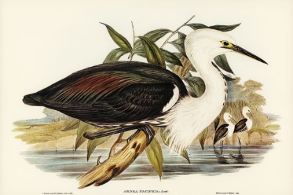 Picture of PACIFIC HERON-ARDEA PACIFICA