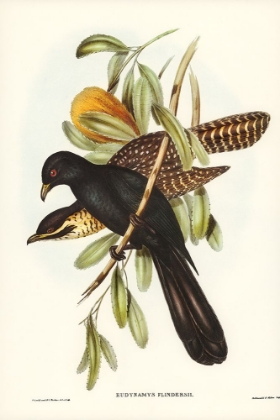 Picture of FLINDERS CUCKOO-EUDYNAMYS FLINDERSII