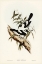 Picture of KAUPS FLYCATCHER-ARSES KAUPI