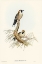 Picture of BLACK-FACED WOOD-SWALLOW-ARTAMUS MELANOPS