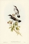 Picture of WHITE-TAILED ROBIN-EOPSALTRIA LEUCURA