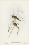 Picture of GRASS-LOVING SPHENOEACUS-SPHENOEACUS GRAMINEUS