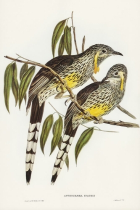 Picture of GREAT WATTLED HONEY-EATER-ANTHOCHAERA INAURIS