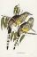 Picture of GREAT WATTLED HONEY-EATER-ANTHOCHAERA INAURIS