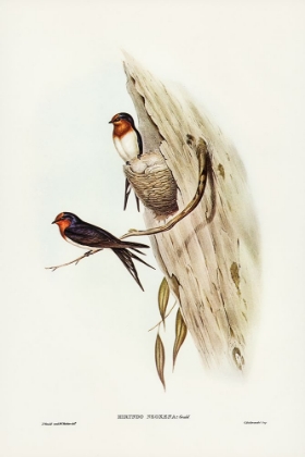 Picture of WELCOME SWALLOW-HIRUNDO NEOXENA