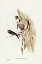 Picture of WELCOME SWALLOW-HIRUNDO NEOXENA