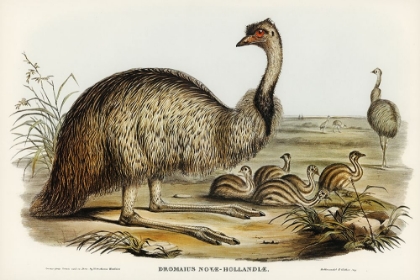 Picture of THE EMU-DROMAIUS NOVAE-HOLLANDIAE