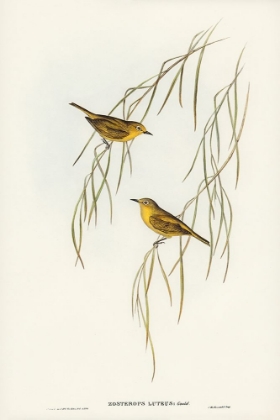 Picture of YELLOW ZOSTEROPS-ZOSTEROPS LUTCUS