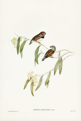 Picture of CHESTNUT-EARED FINCH-AMADINA CASTANOTIS