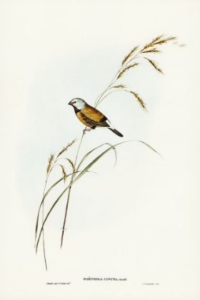Picture of BANDED GRASS FINCH-POEPHILA CINCTA