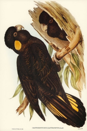 Picture of YELLOW-EARED BLACK COCKATOO-CALYPTORHYNCHUS XANTHONOTUS