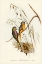 Picture of CHESTNUT-SHOULDERED GRASS-PARAKEET-EUPHEMA PULCHELLA