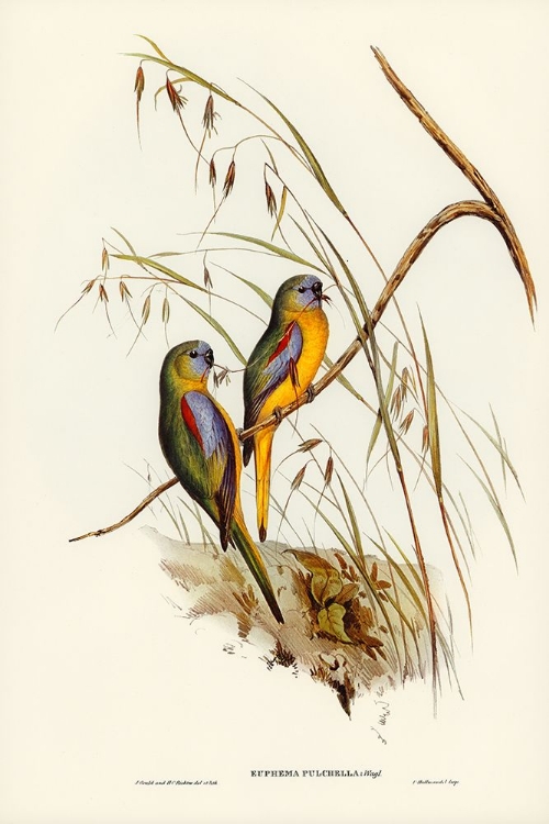 Picture of CHESTNUT-SHOULDERED GRASS-PARAKEET-EUPHEMA PULCHELLA