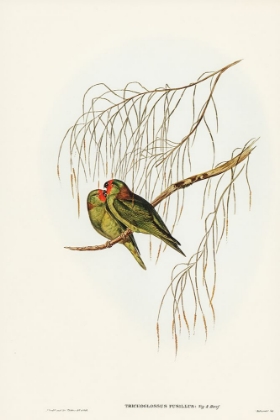 Picture of LITTLE LORIKEET-TRICHOGLOSSUS PUSILLUS