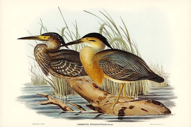 Picture of LITTLE GREY BITTERN-ARDETTA STAGNATILIS