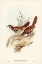 Picture of EASTERN SCRUB-ROBIN-DRYMODES SUPERCILIARIS