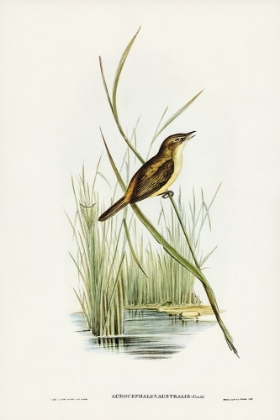 Picture of REED WARBLER-ACROCEPHALUS AUSTRALIS