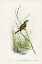 Picture of REED WARBLER-ACROCEPHALUS AUSTRALIS