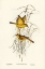 Picture of YELLOW HONEY-EATER-PTILOTIS FLAVA