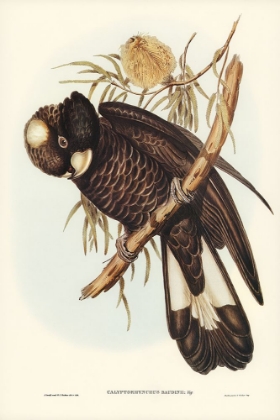 Picture of BAUDINS COCKATOO-CALYPTORHYNCHUS BAUDINII