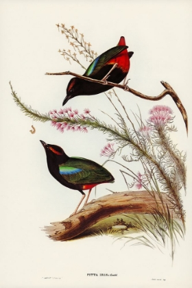 Picture of RAINBOW PITTA-PITTA IRIS