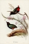 Picture of RAINBOW PITTA-PITTA IRIS