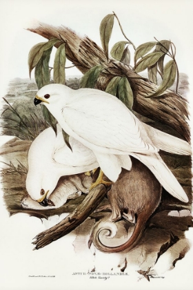 Picture of WHITE GOSHAWK-ASTUR NOVA-HOLLANDIX-ALBINO