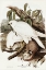 Picture of WHITE GOSHAWK-ASTUR NOVA-HOLLANDIX-ALBINO