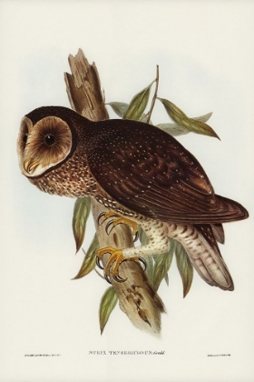 Picture of SOOTY OWL-STRIX TENEBRICOSUS