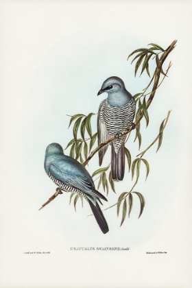 Picture of SWAINSON’S GRAUCALUS-GRAUCALUS SWAINSONII
