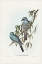 Picture of SWAINSON’S GRAUCALUS-GRAUCALUS SWAINSONII