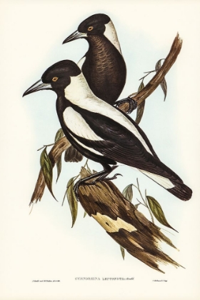 Picture of WHITE-BACKED CROW-SHRIKE-GYMNORHINA LEUCONOTA