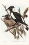 Picture of PIPING CROW-SHRIKE-GYMNORHINA TIBICEN