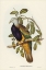 Picture of MAGNIFICENT FRUIT PIGEON-CARPOPHAGA MAGNIFICA