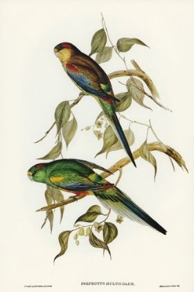 Picture of MANY-COLOURED PARAKEET-PSEPHOTUS MULTICOLOR