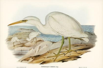 Picture of WHITE REEF HERON-HERODIAS GREYI