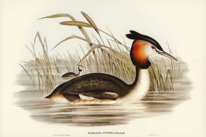 Picture of AUSTRALIAN TIPPET GRABE-PODICEPS AUSTRALIS