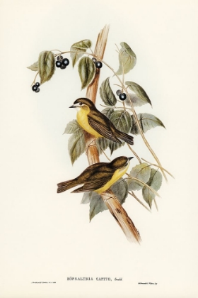 Picture of LARGE-HEADED ROBIN-EOPSALTRIA CAPITO