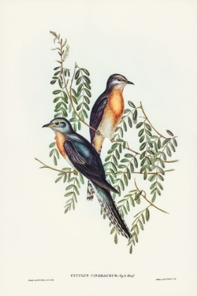 Picture of ASH-COLOURED CUCKOO-CUCULUS CINERACEUS