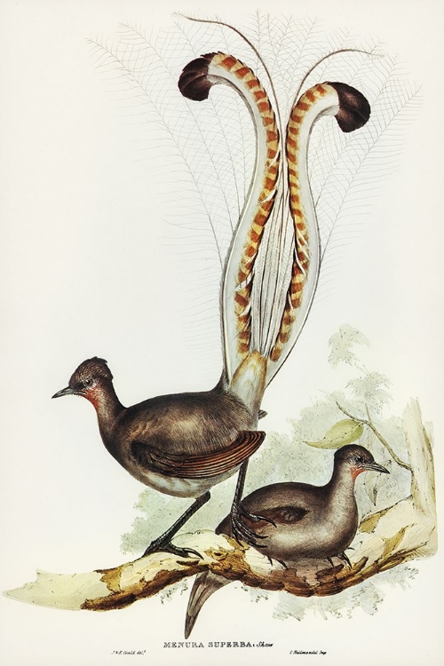 Picture of LYRE BIRD-MENURA SUPERBA