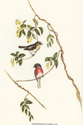 Picture of ROSE-BREASTED WOOD-ROBIN-ERYTHRODRYAS ROSEA