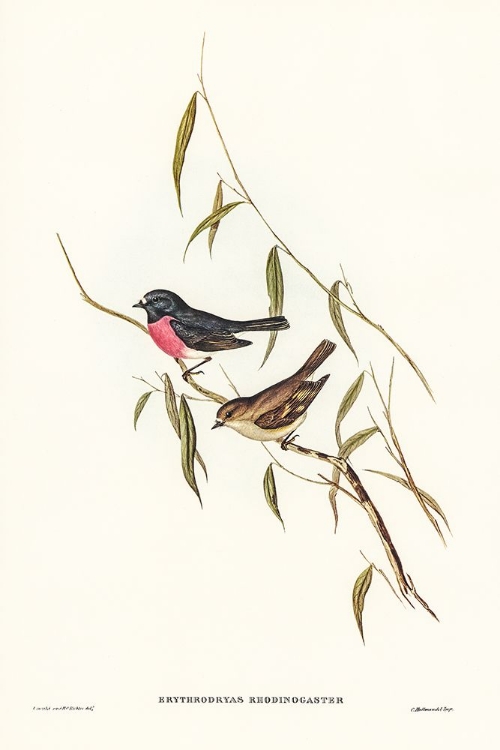 Picture of PINK-BREASTED WOOD-ROBIN-ERYTHRODRYAS RHODINOGASTER