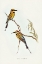 Picture of AUSTRALIAN BEE-EATER-MEROPS ORNATUS