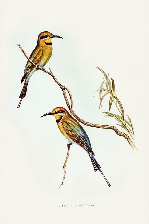 Picture of AUSTRALIAN BEE-EATER-MEROPS ORNATUS