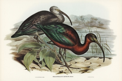 Picture of GLOSSY IBIS-FALCINELLUS IGNEUS