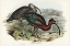 Picture of GLOSSY IBIS-FALCINELLUS IGNEUS