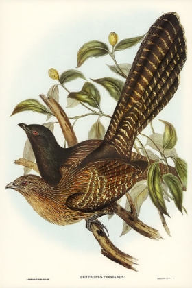 Picture of PHEASANT CUCKOO-CENTROPUS PHASIANUS