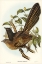 Picture of PHEASANT CUCKOO-CENTROPUS PHASIANUS