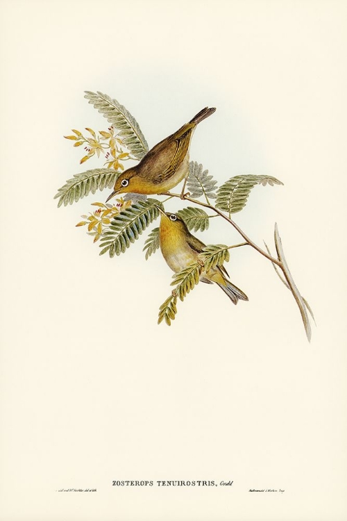 Picture of SLENDER-BILLED ZOSTEROPS-ZOSTEROPS TENUIROSTRIS